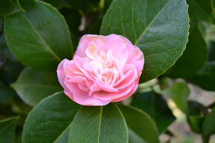 10 camelia