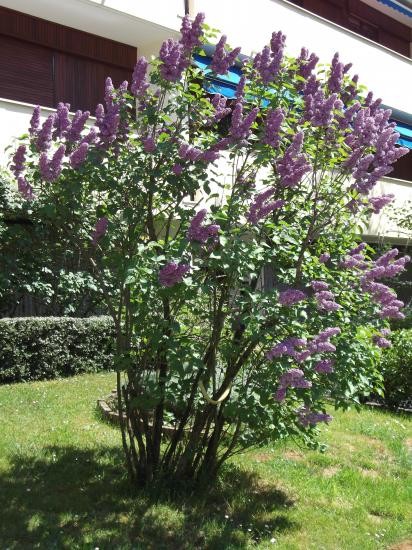 31 lilas