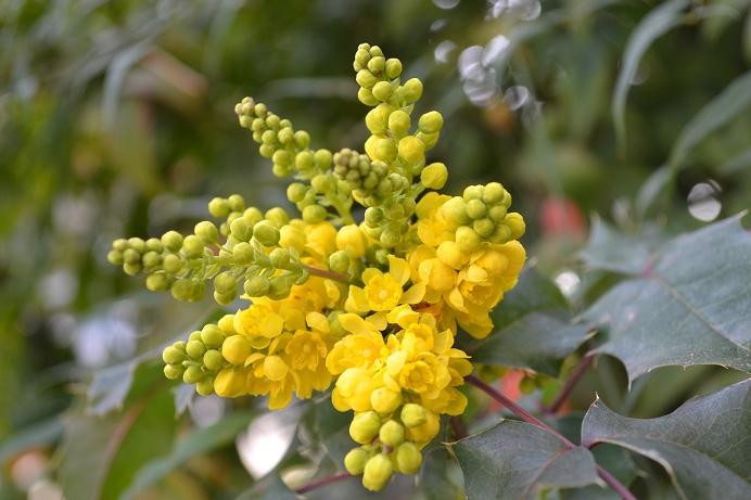 3a berberis aquifolium mahonia