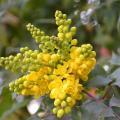 3a berberis aquifolium mahonia