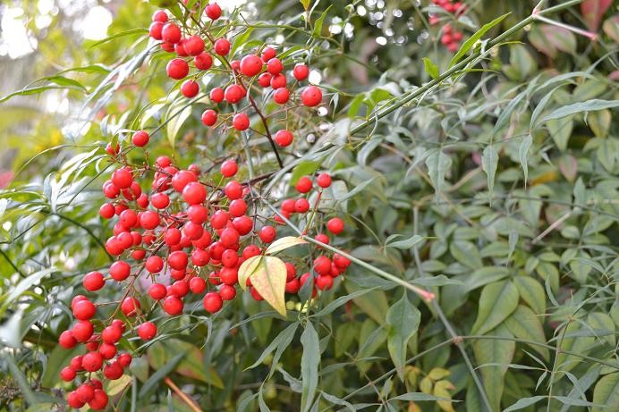 5a nandina domestica banbousacre