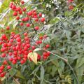 5a nandina domestica banbousacre