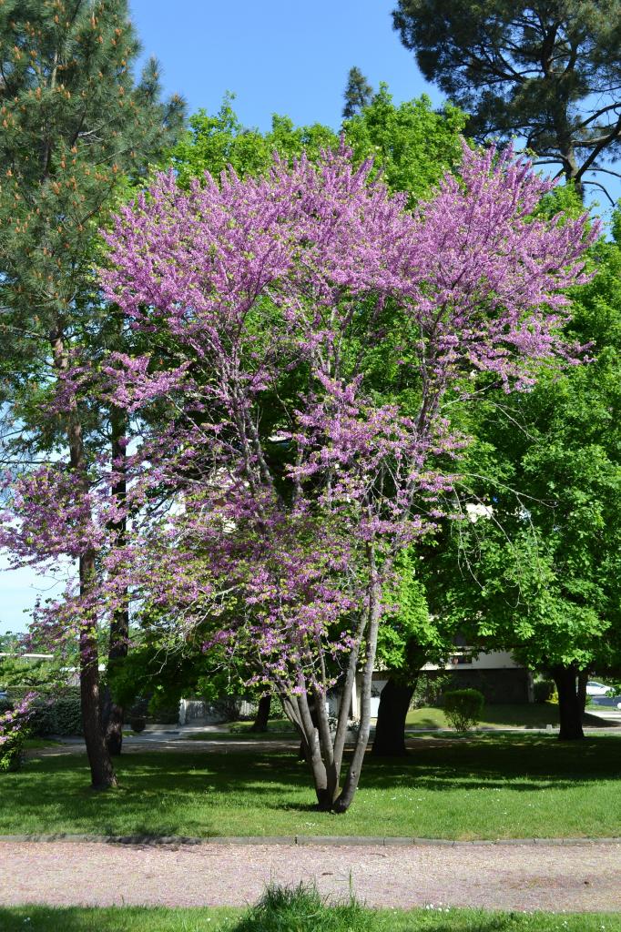 ARBRE DE JUDEE