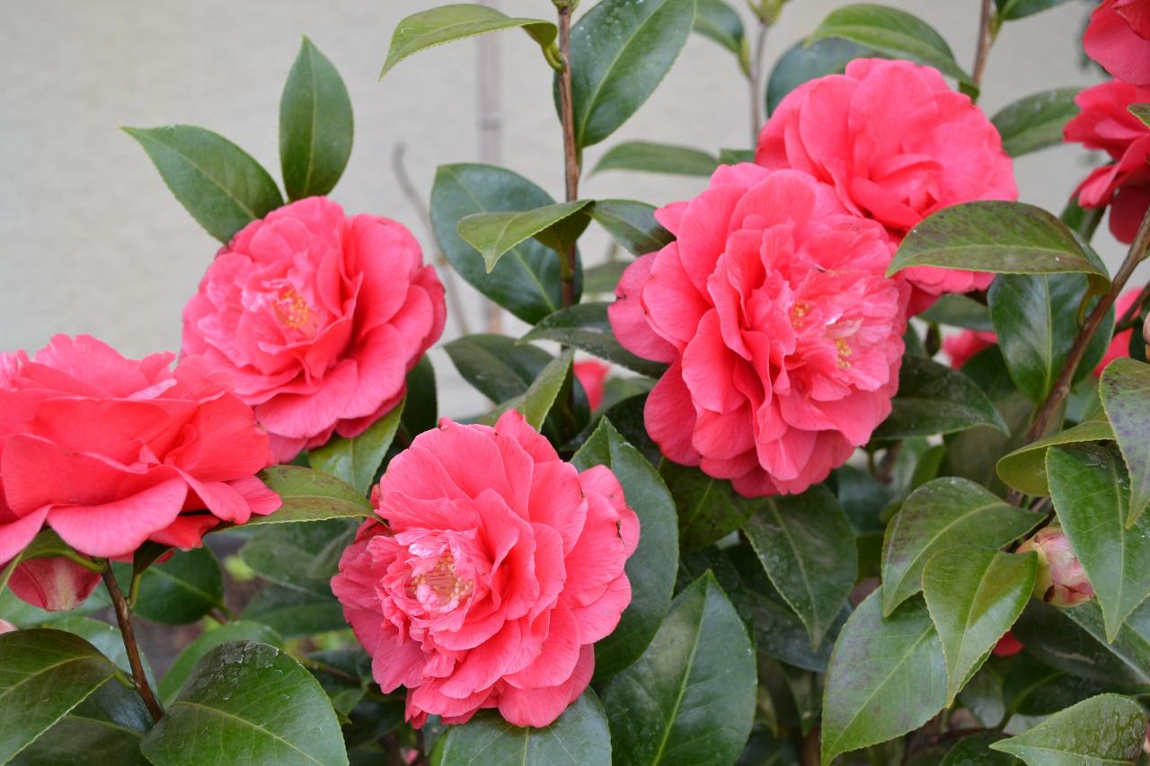 CAMELIA  BIS