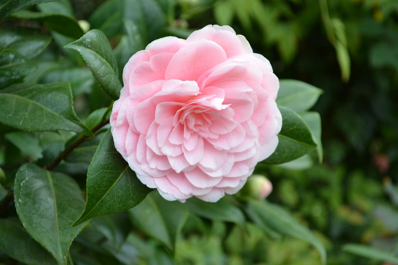 CAMELIA