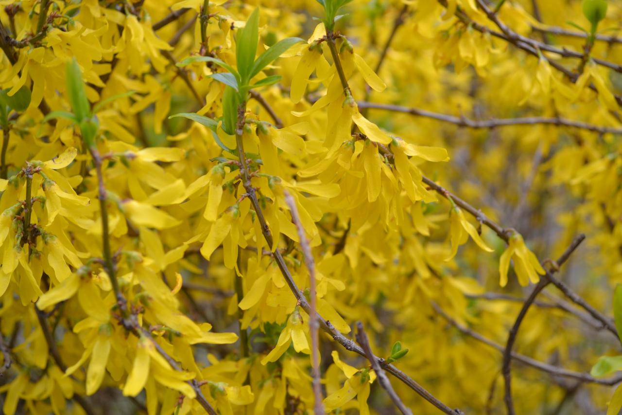 FORSYTHIA