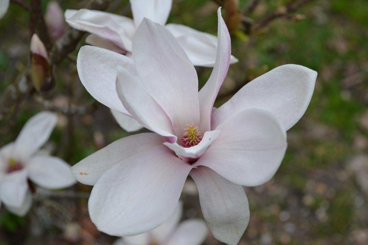 MAGNOLIA BIS