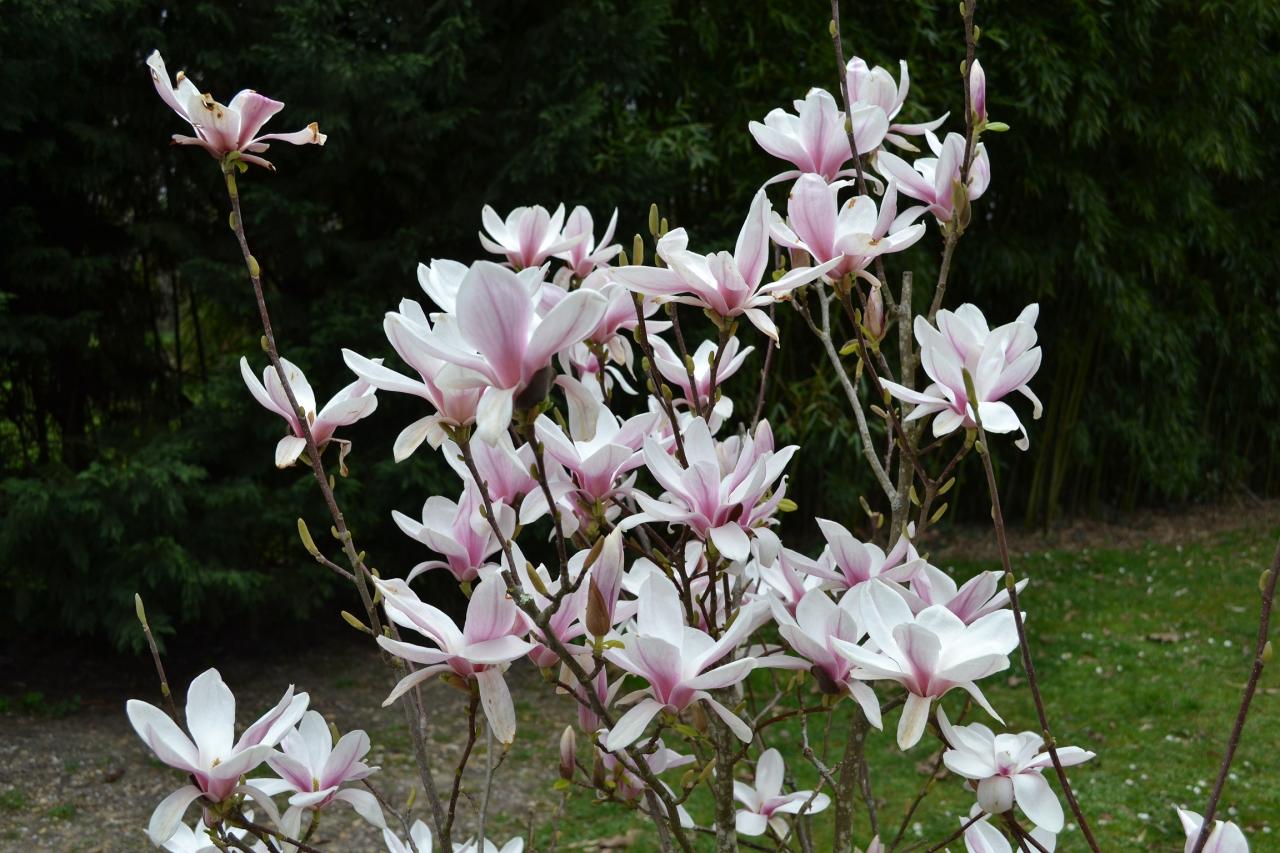 MAGNOLIA