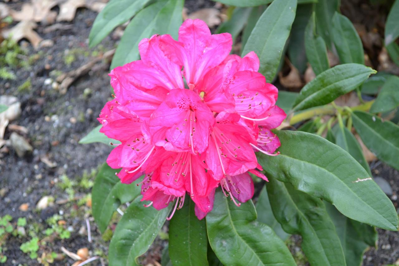 RHODODENDRON